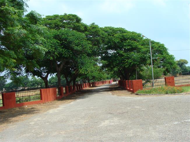  Trees